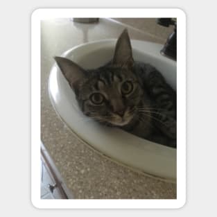 Sink Kitty Sticker